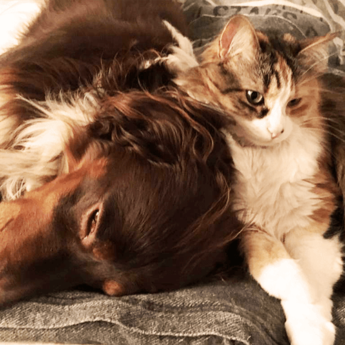 Educare il gatto con Feeline: i nostri casi risolti