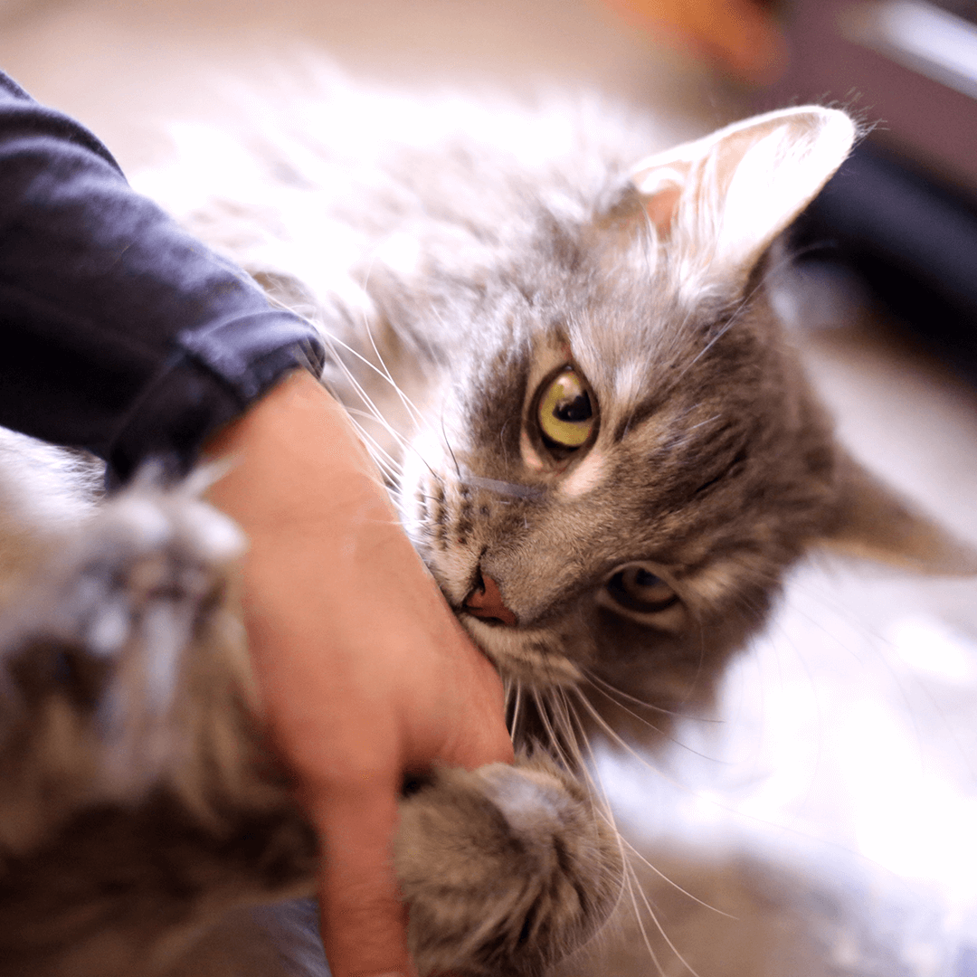 Educare il gatto con Feeline come il gatto a pelo lungo che morde la mano del padrone
