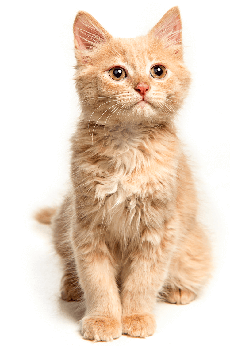 Educare il gatto con Feeline: cucciolo di gatto a pelo lungo di colore rosso con occhi chiari