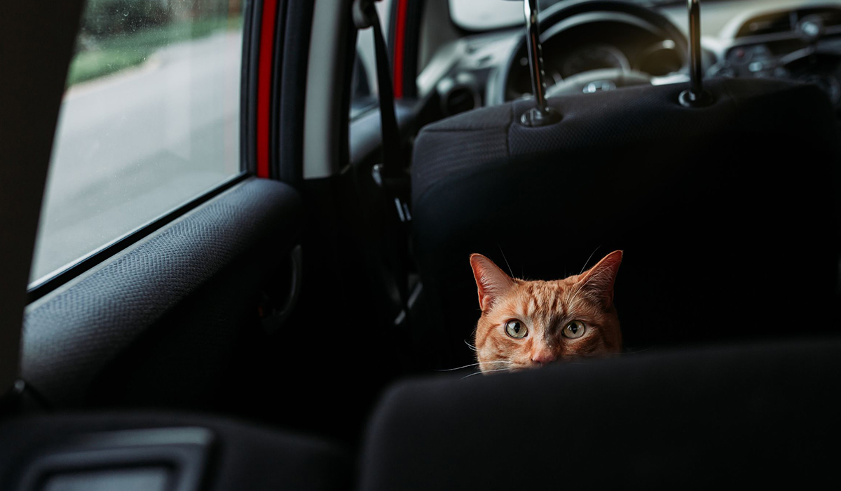 gatto in macchina