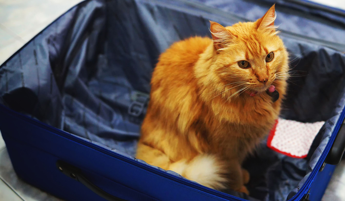 gatto in valigia
