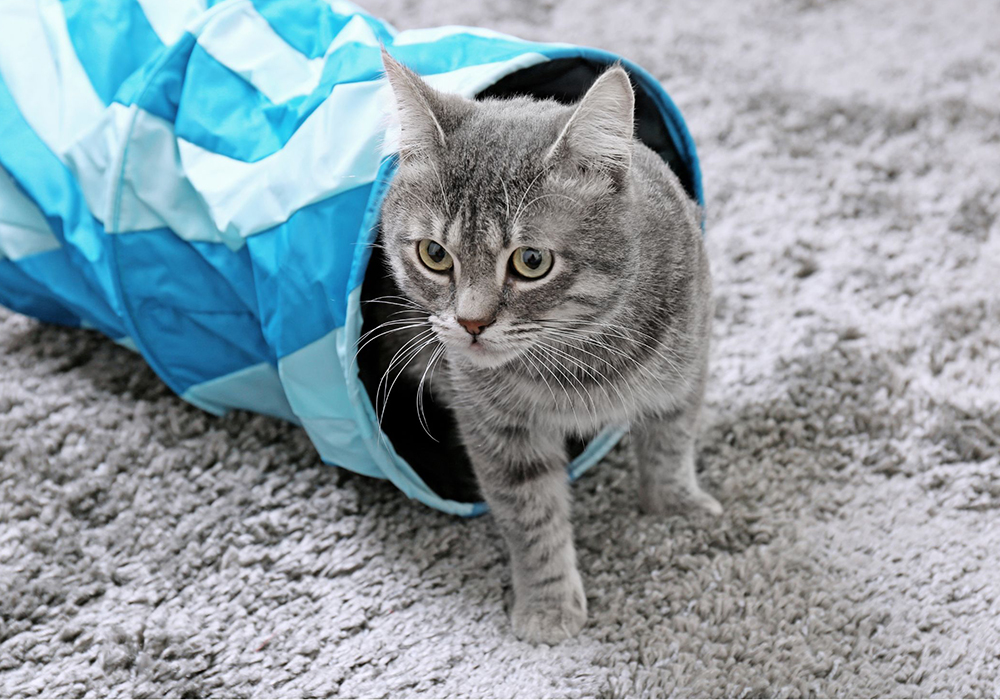 Nuovo gatto in casa: come prepararsi per accoglierlo