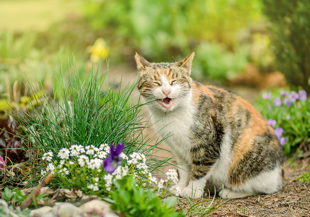 gatto con erba