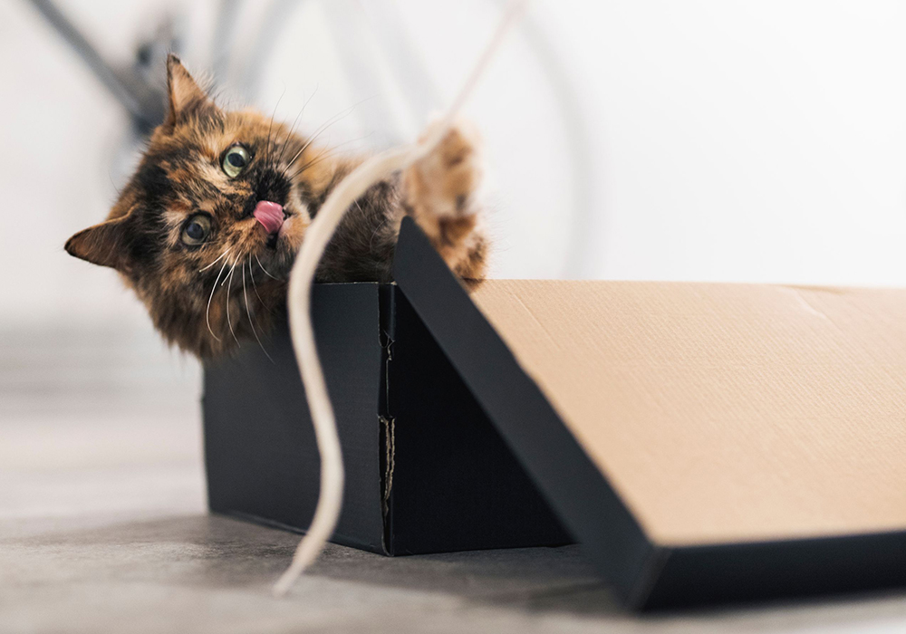 gatto con scatola e corda