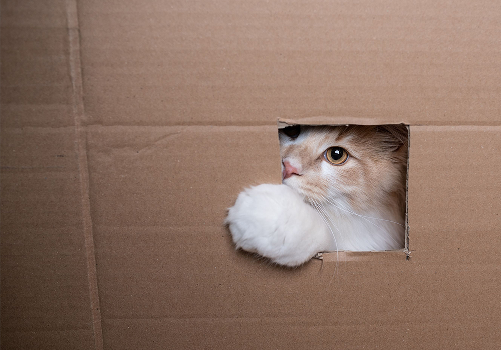gatto scatolone